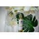 Amari Curly Hair Growth Oil